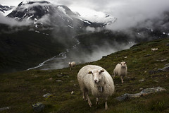 Sheep at Galdhöpiggen