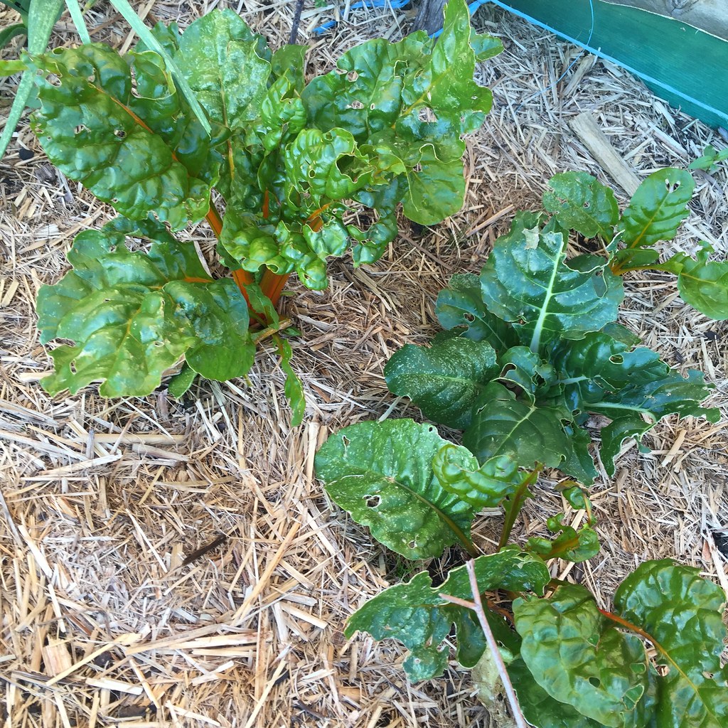 almost fully established rainbow chard plants, some with yellow stalks