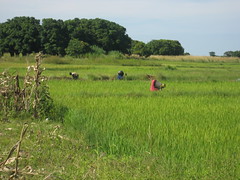 Irrigated rice fields in Sefula, Zambia. Photo by Kate Longley, 2013.