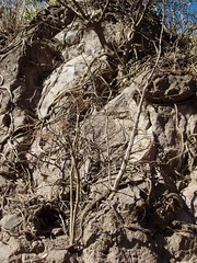 Cactus covering side of rock - Cactus escalando piedras; entre Guevea de Humboldt y Santa María Guienagati, Región Istmo, Oaxaca, Mexico