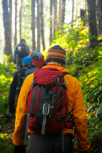 Volunteers walking the Olympic National Forest