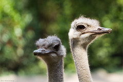 Ostrich - Dierenpark Amersfoort