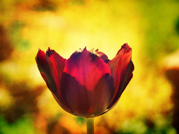 Burning Love -- Spring Botanical Red Tulip Flower | Red ...