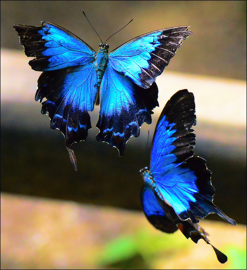 Ulysses Butterfly   Kuranda QLD Australia. butterfly world K…   Chris ...