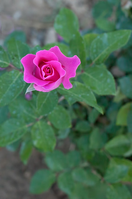 rose | Flickr - Photo Sharing!