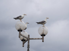 Three Big Birds, Sayada Tunisia, 2013