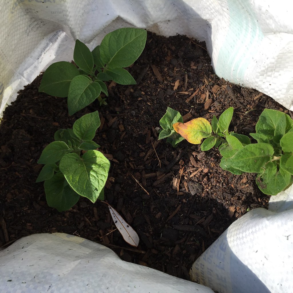 re-purposed animal food bag, with a shallow layer of soil and some potato sprouts poking their heads out the top