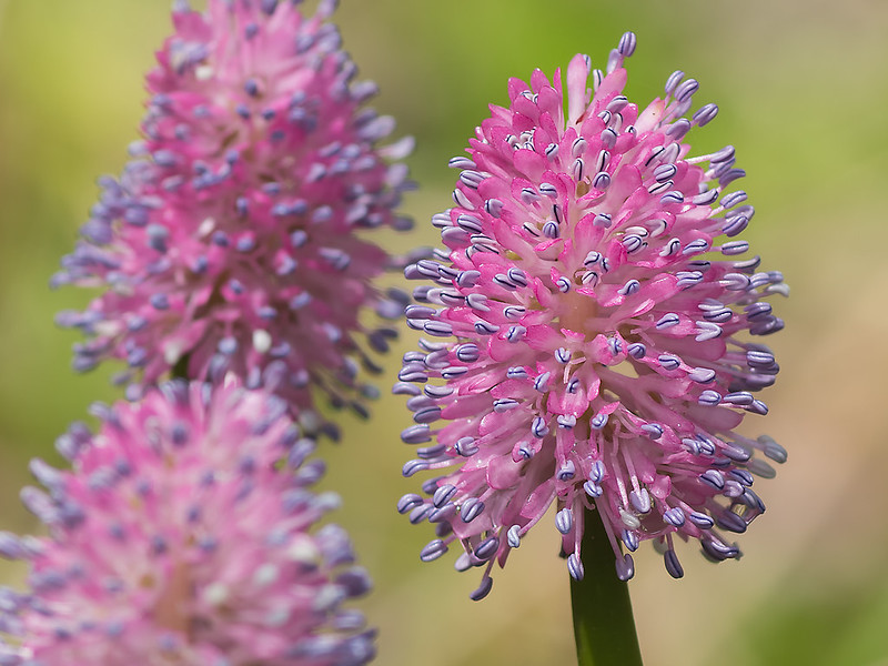 Close up of the inflorescence showing the pink petals and blue stamens