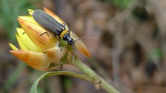 Soldier Beetle on Golden Everlasting