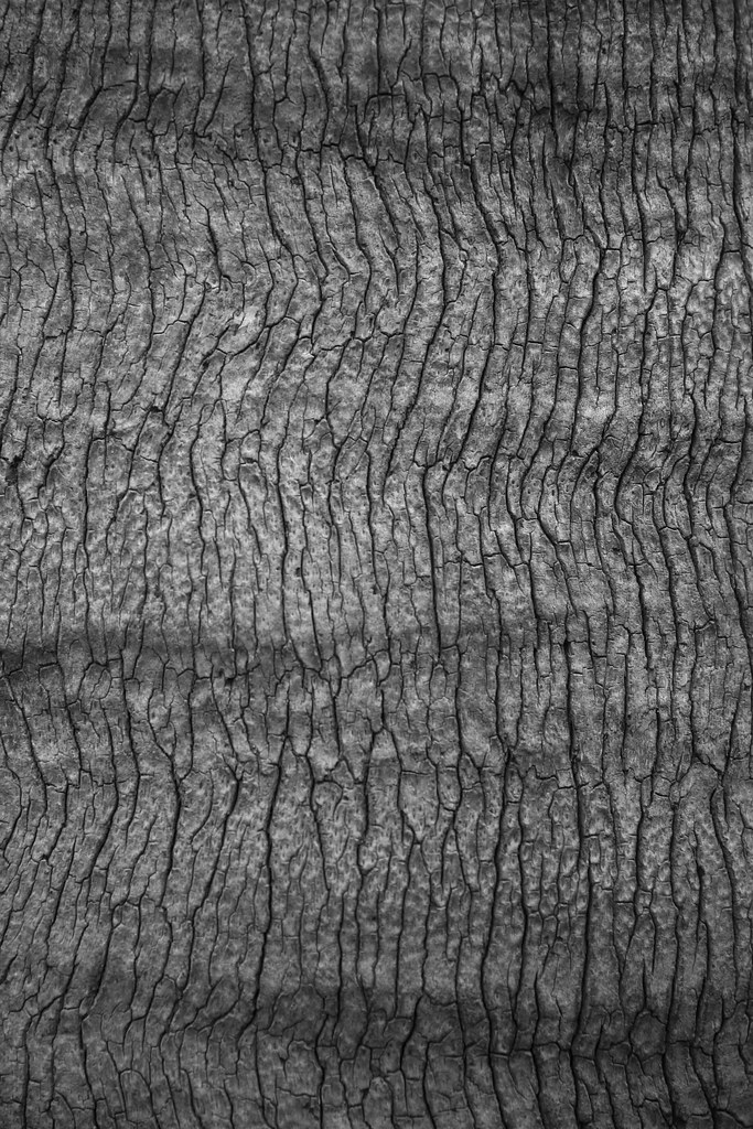A tree surface | A tree surface | Alexandre Dulaunoy | Flickr