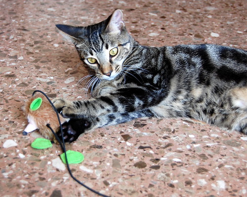 Alexis, precioso y mimoso gatito Caoba Tabby esterilizado, nacido en Marzo´16, en adopción. Valencia. ADOPTADO. 29518414653_c439154d9f