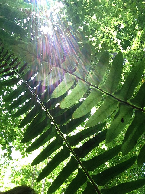 Sun beams through ferns found along the new trail at Pocahontas State Park, Virginia
