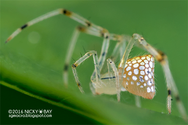 Mirror-comb-footed spider animation - DSC_1708