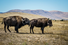 Naughty Buffalo at National Bison Range