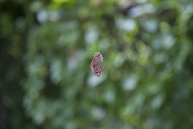 With a fairly wide aperture, if you shoot leaves hanging by a silk thread of a spider, it can look as though it is floating in the air. The bokeh quality is subjective here.