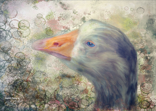 Image of a painted goose from the Palm Beach Zoo