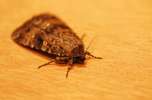 Moth in the bathroom/where have all the moths gone? | Flickr