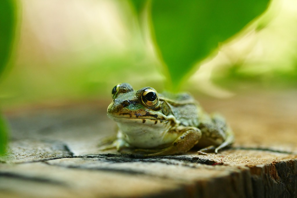 Just a frog