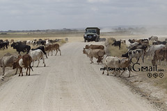 Amboseli nationalpark
