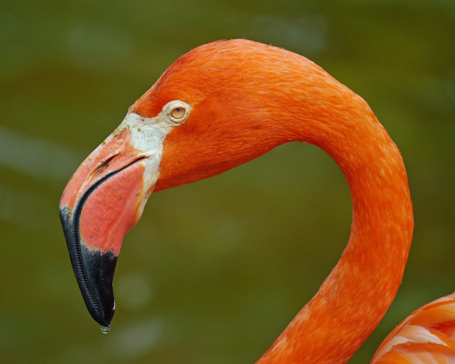 flamingo eyes | Flickr - Photo Sharing!