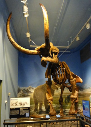 Image shows the huge brown skeleton of a mastadon. Its head is raised, and its tusks nearly touch the ceiling.