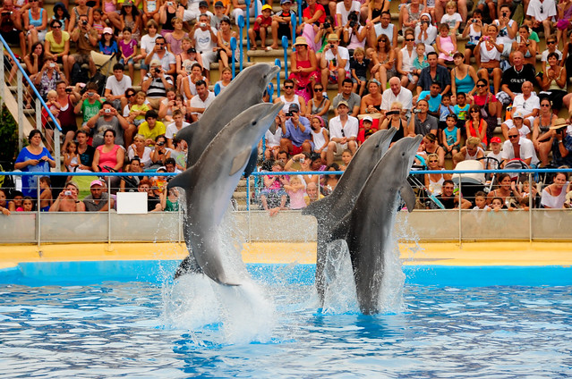 photo of dolphins at Marineland Antibes 