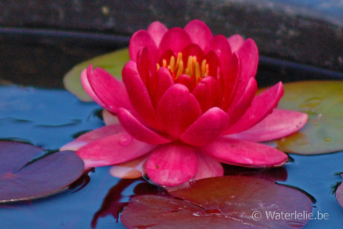 Waterlelie Perry's Baby Red / Nymphaea Perry's Baby Red