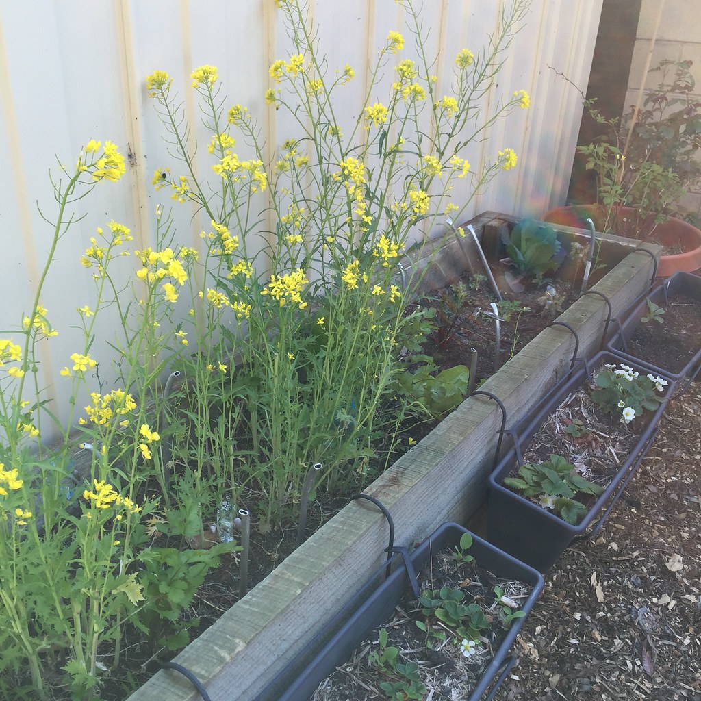 long shot of a rough hewn timber planter box with rocket plants gone to seed with yellow flowers