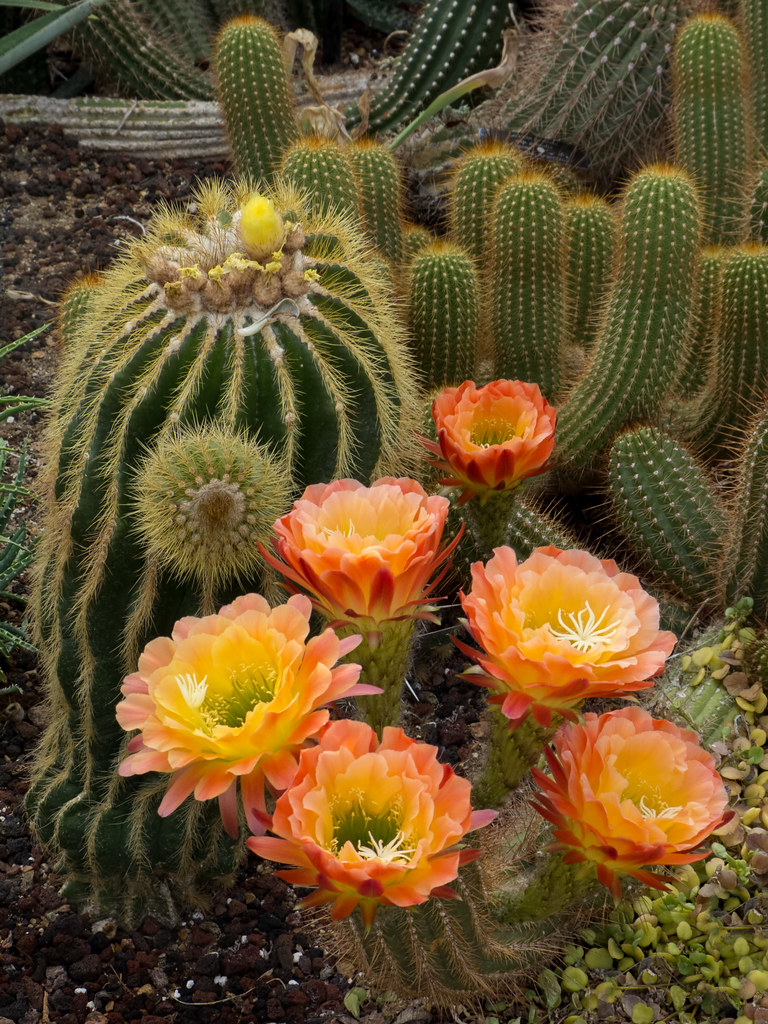Rare Cactus Blooms | Taken a couple weeks ago, I had one mor… | Flickr