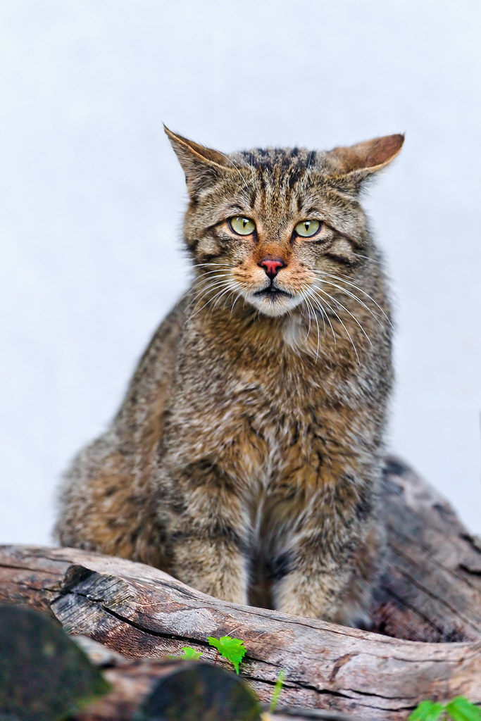 Cute wild cat on the wood