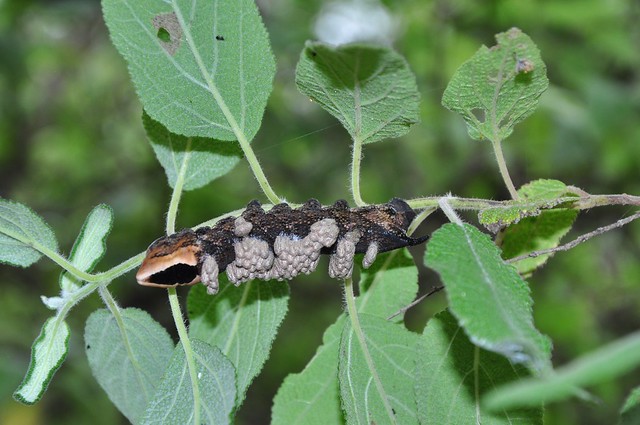 Caterpillar with cocoons of a parasitoid wasp?
