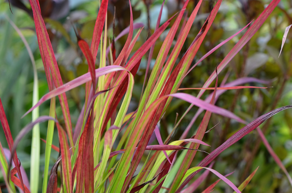 Imperata cylindrica 'Red Baron'  7884701298_37050a7373_b