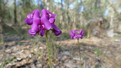 purple pea flower