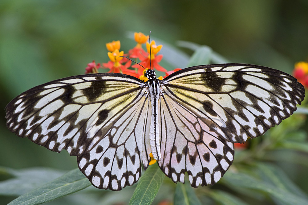 Tree Nymph Butterfly by Jacky Parker