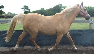 Horse Sense Business Sense Assists Equine Assisted Learning Setups