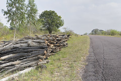 Roadside firewood may be leading to unsustainable deforestation