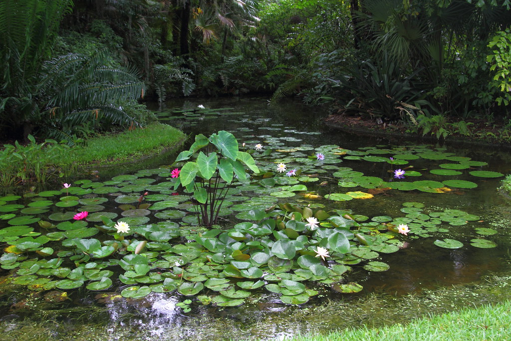 Pond From Mckee Botanical Gardens In Vero Beach Florida Flickr