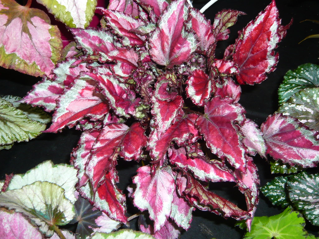 Begonia Rex varieties | gardenerstips.co.uk/blog/ | Flickr