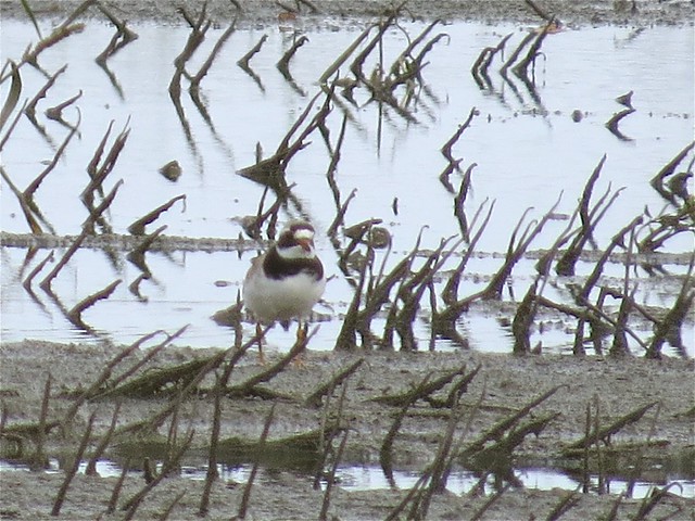 Common Ringed-Plover in Clifton, IL 06