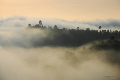 Morning fog - Shan State, Myanmar