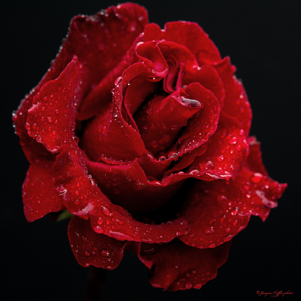 Rose rouge et gouttes d'eau | Red rose and drops of water on… | Flickr