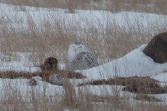 Snowy Owl 2012-02-04 (4)