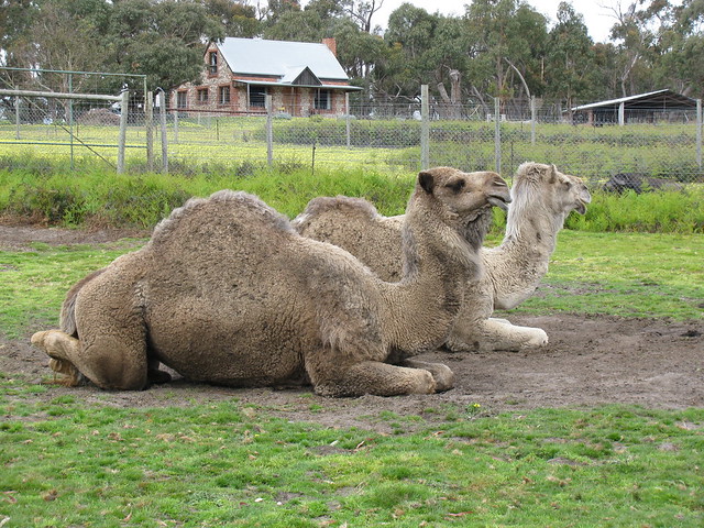 Camels at Halls Gap Zoo
