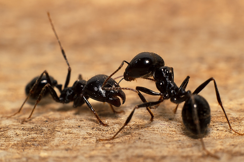 Ant fight | canon 600d, EF 50 1.8 with 52mm extension, pop ...