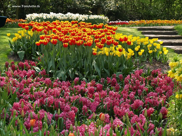 Dutch Tulips, Keukenhof Gardes, Holland - 0675