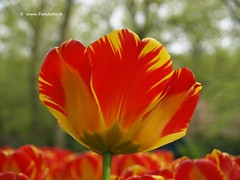 Dutch Tulips, Keukenhof Gardens, Holland - 0750  POTD
