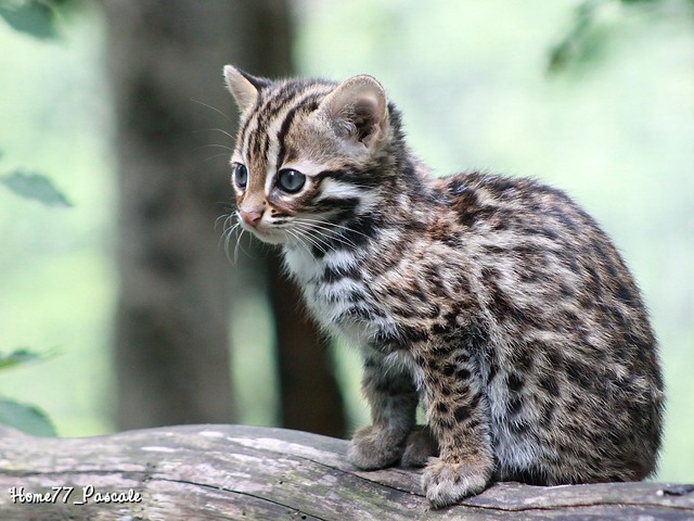 Bébé chat léopard du Bengale 2 mois (né le 20/07/2012)