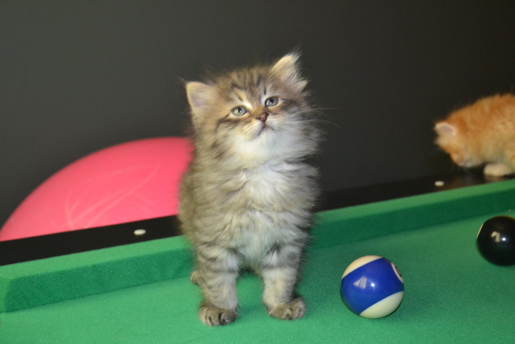  Persian  cat    cats  for sale Click here www 