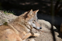 [Canidae] Canis lupus (Mongolischer Wolf)