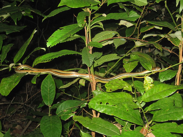 Striped bronzeback tree snake from Pulau Weh